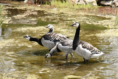 Barnacle Geese, par Xavier E. G. Dierick